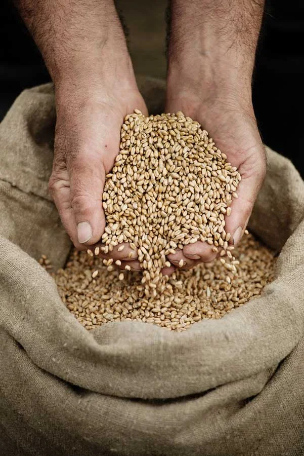 Hands holding wheat grains from a bag.